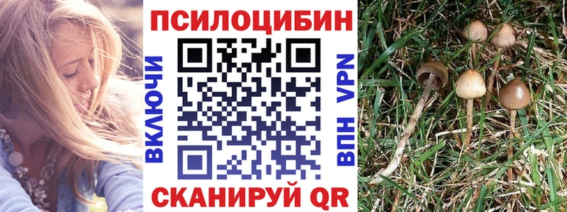Галлюциногенные грибы Psilocybe  что такое   Грайворон 